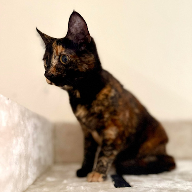 Photo of Vixen   In Foster Care In Bellfield