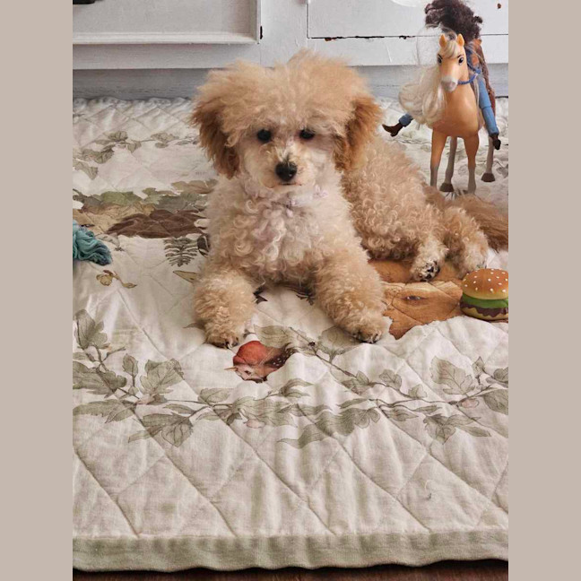 Photo of Sophia (Fifi)