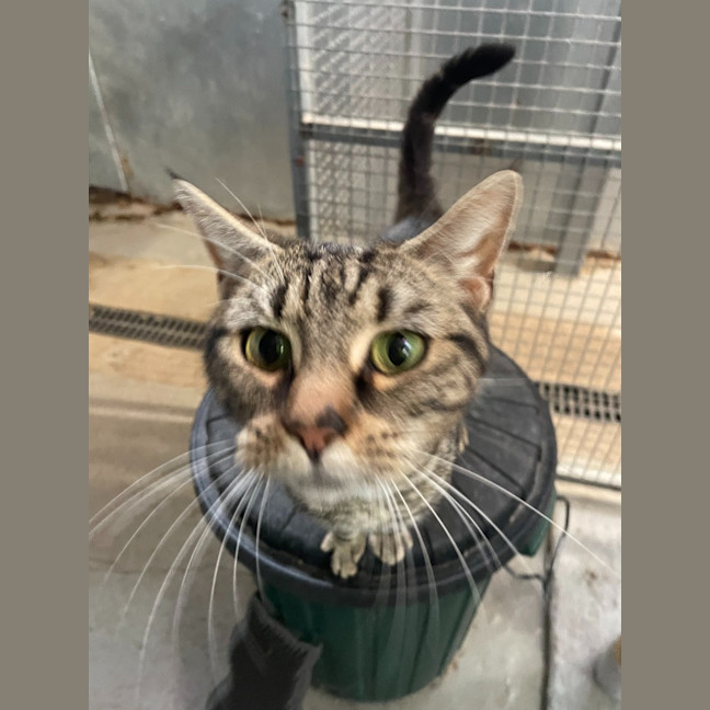 Photo of Banoffee