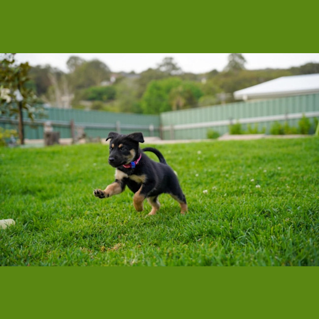 Photo of Peach   7 Week Old Kelpie X Husky (Trial)