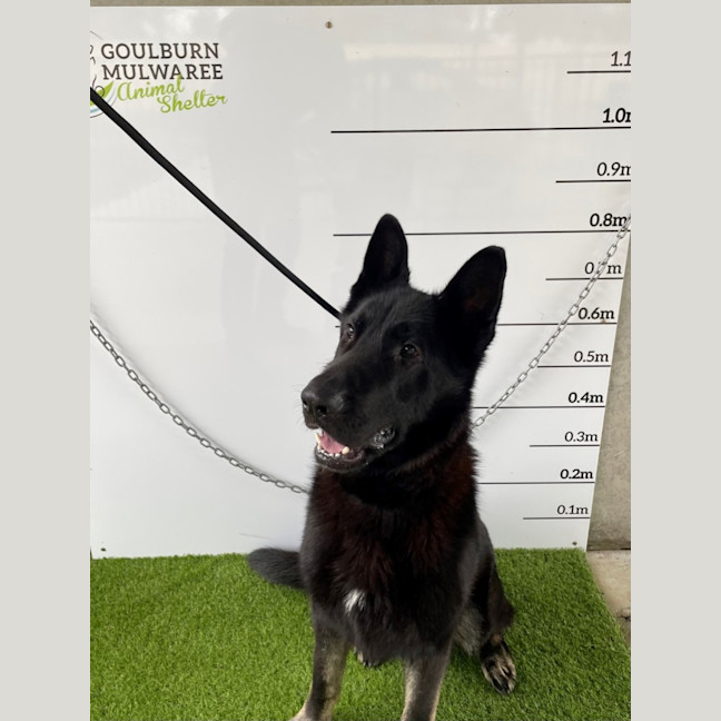 Photo of Sarge