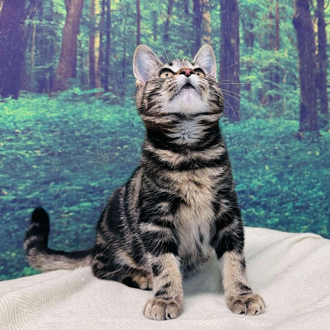 Photo of Stewie   Located In Keilor