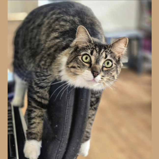 Photo of Fester & Gomez (Located In Wantirna South)