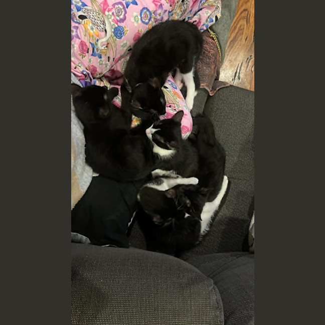 Photo of Luna