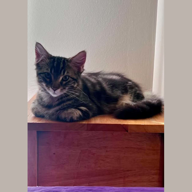 Photo of Echo