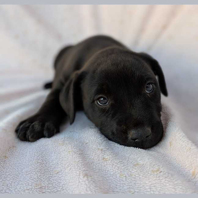 Photo of Bluey