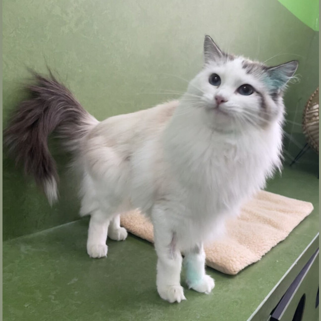 Photo of Snowball