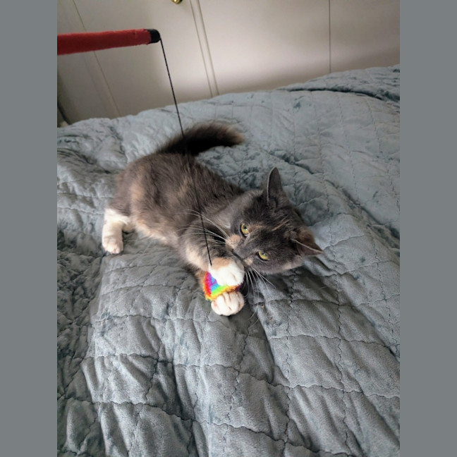 Photo of Muppet