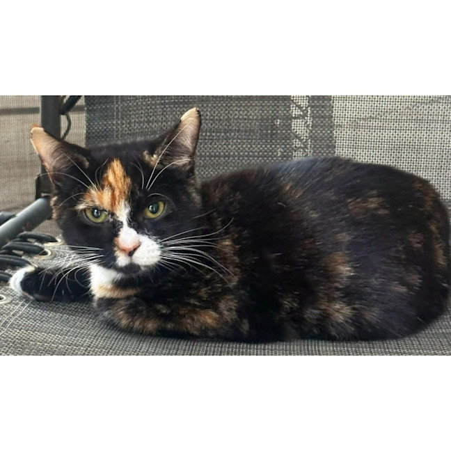 Photo of 11707   Skimble