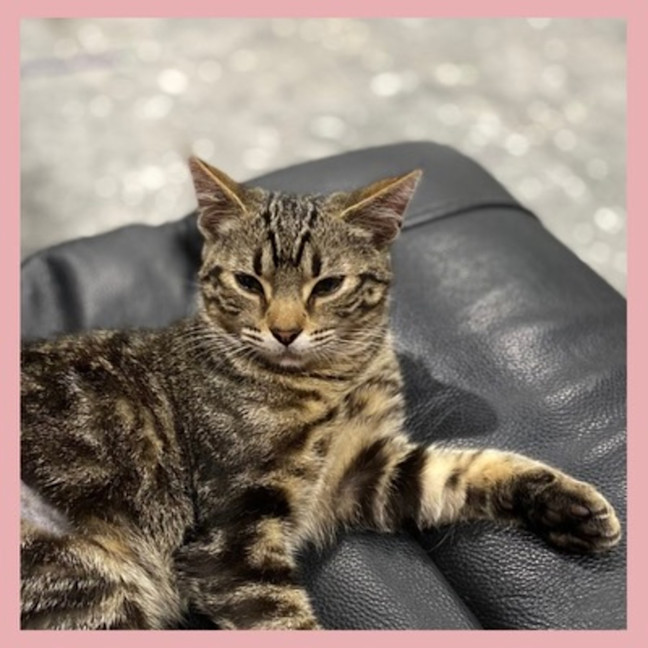 Photo of Biscuit
