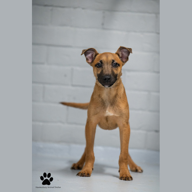 Photo of Mishka
