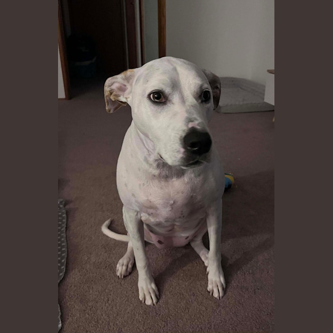 Photo of Raspberry Shortcake