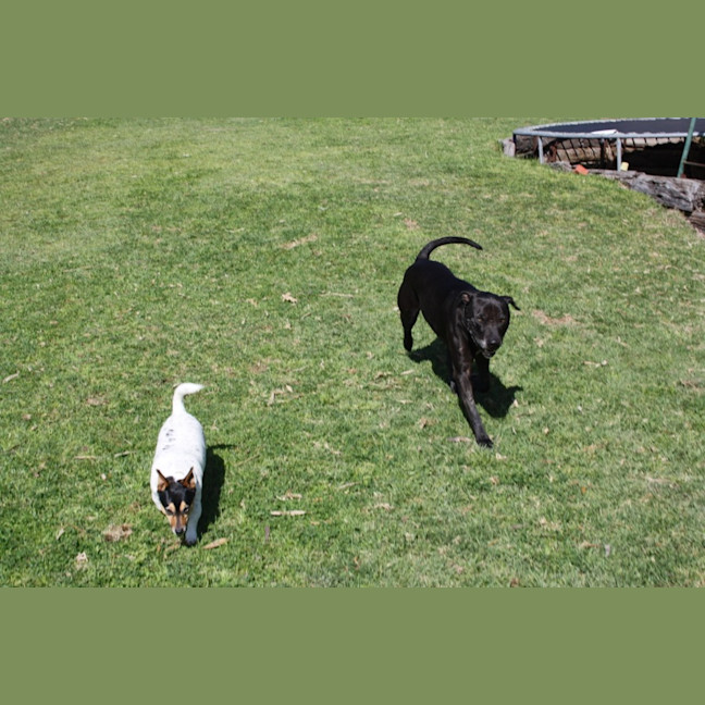 Photo of Ziggy And Zepha