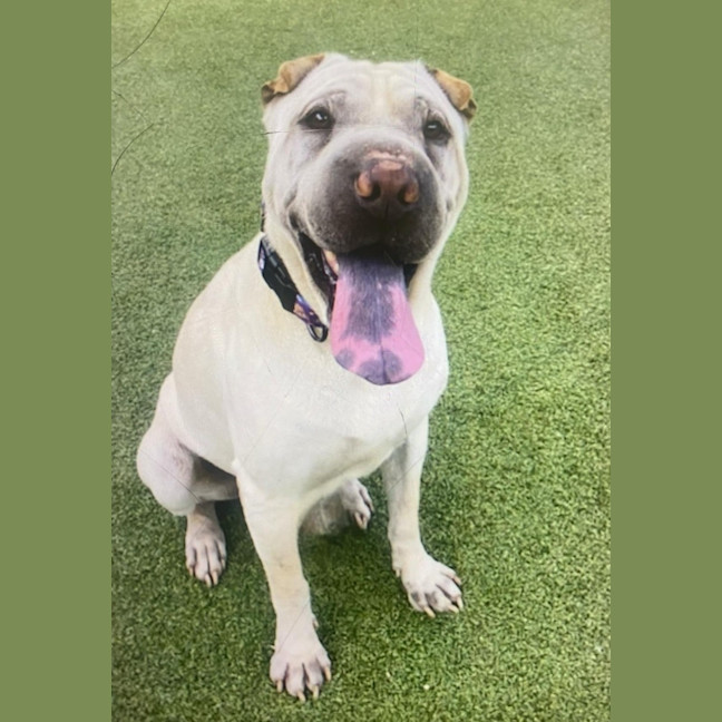 Photo of Onyx