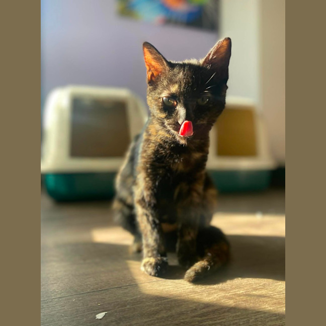 Photo of Magnolia 