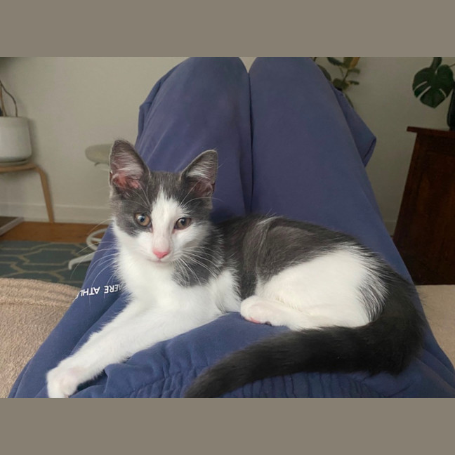 Photo of Alfred A.K.A Alfredino