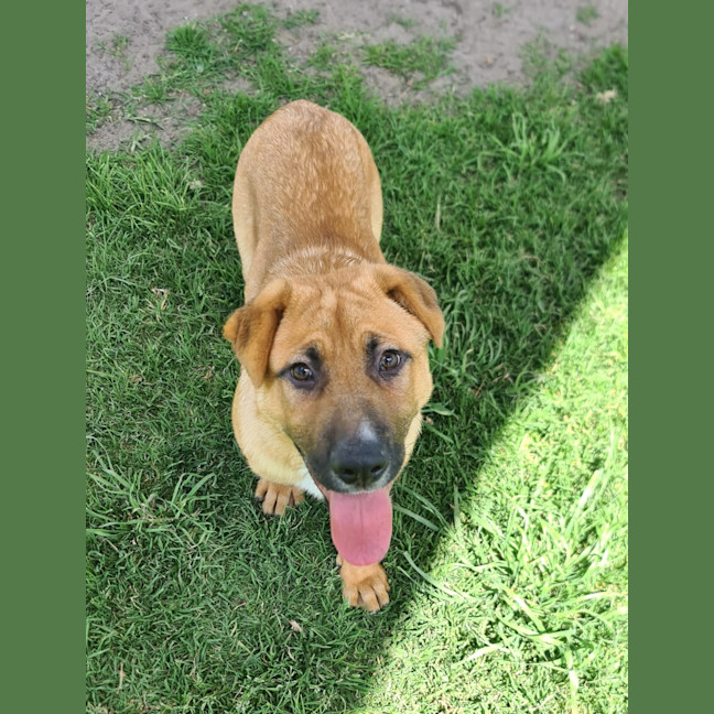 Photo of Samson 