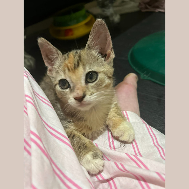 Photo of Pixie