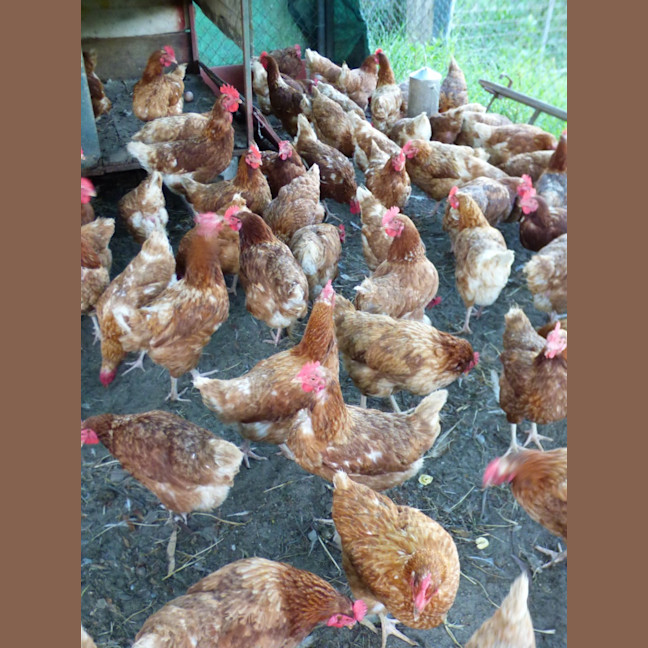 Photo of Chickens 12months Old Isa Browns