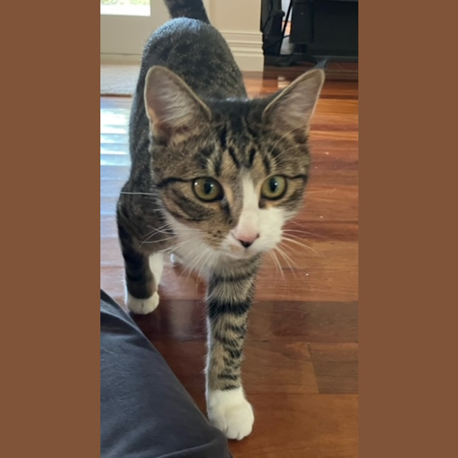Photo of Poppet