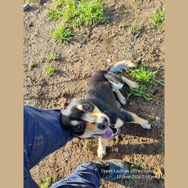 Photo of Blaze