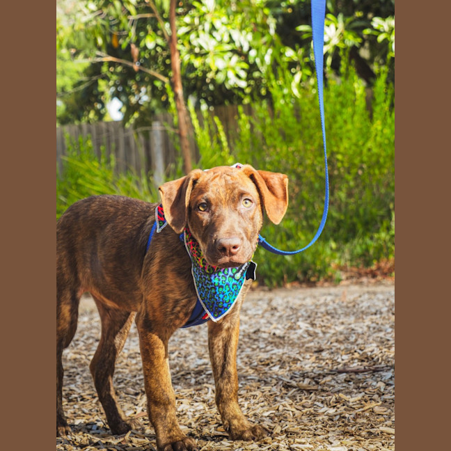 Photo of Chilli