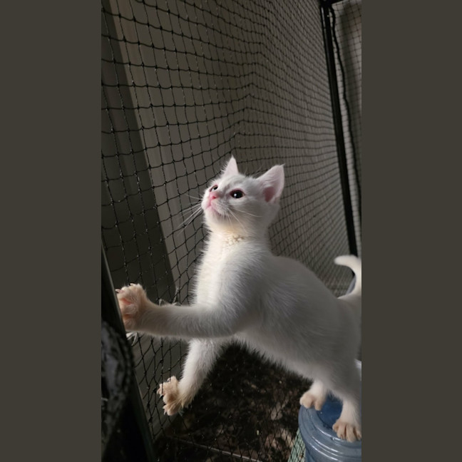 Photo of Marshmellow