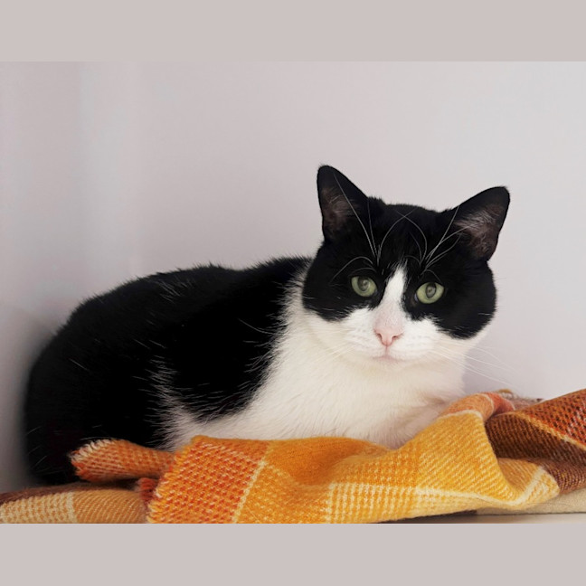 Photo of Oreo Sta012372