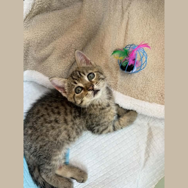 Photo of Tiger
