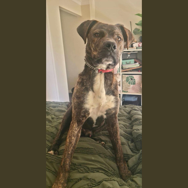 Photo of Milo