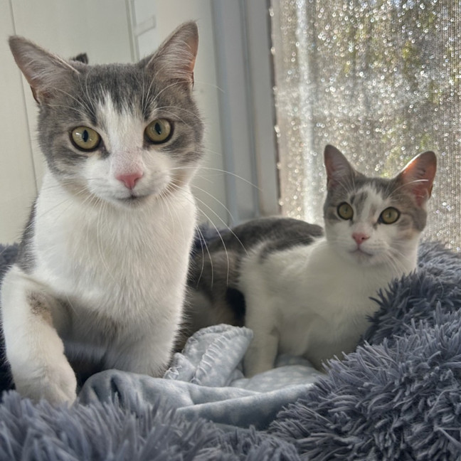 Photo of Pilchard And Sardine