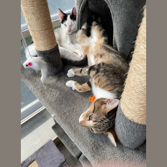 Photo of Skittles   5 Month Old Domestic Short Hair (Trial)