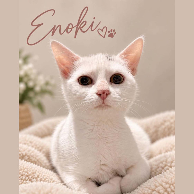Photo of Enoki