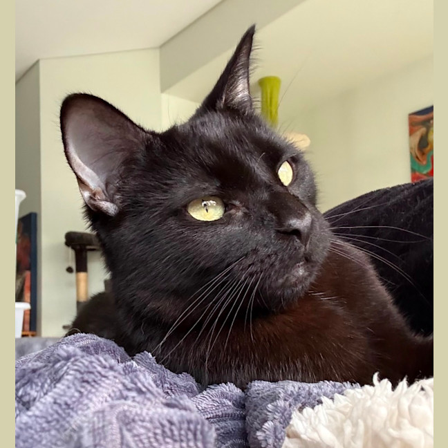 Photo of Alfie