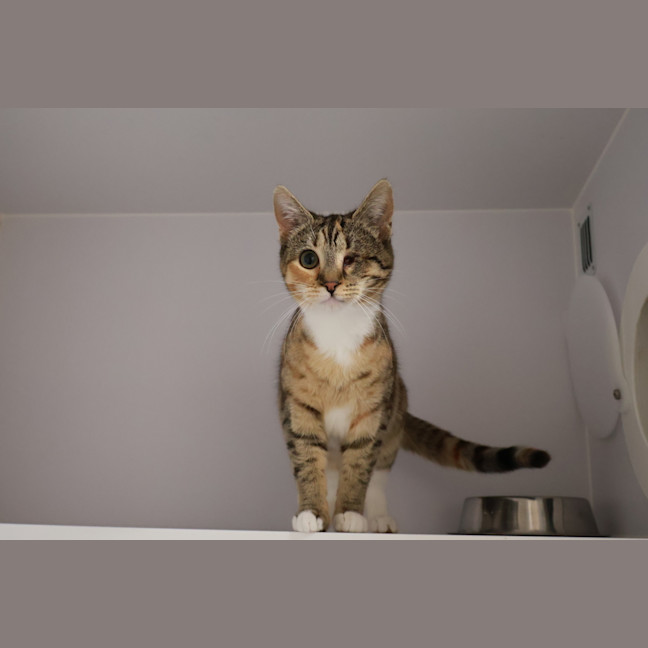 Photo of Moose