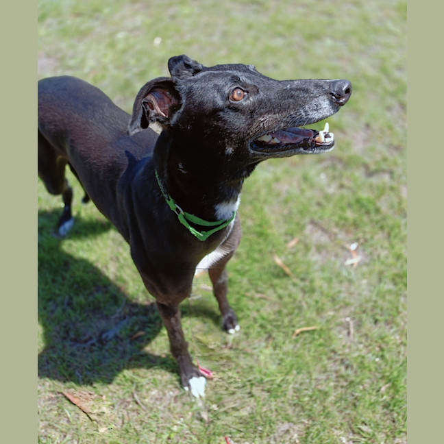 Photo of Coral (Eilish)