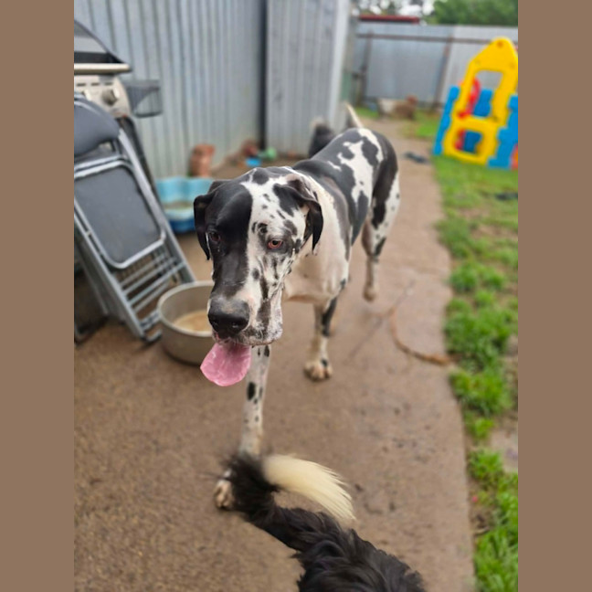 Photo of Darcy