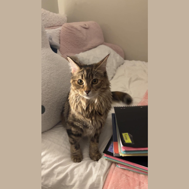 Photo of Maple