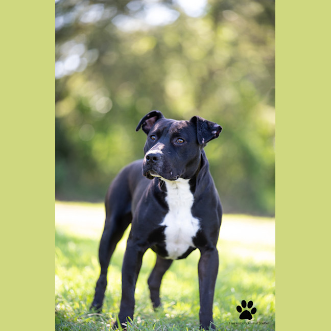 Photo of Spot