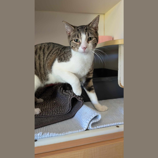 Photo of Turbo