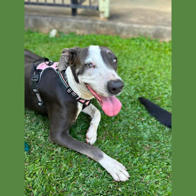 Photo of Luna