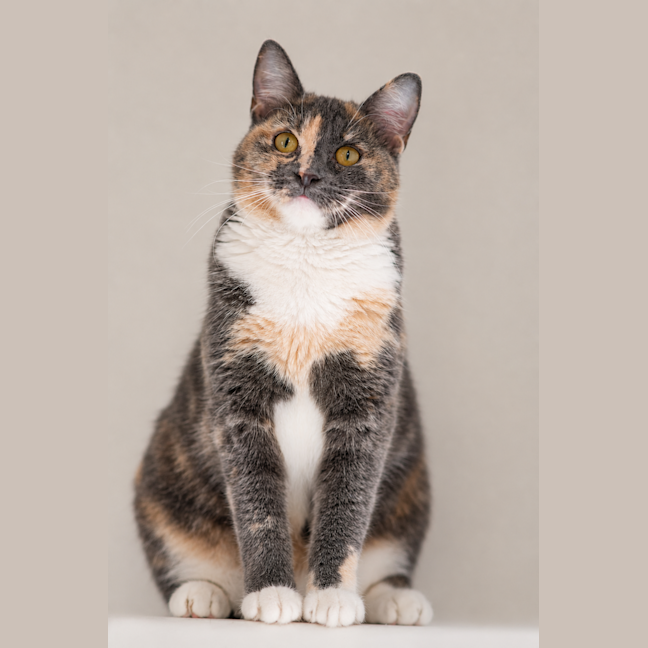 Photo of Layla