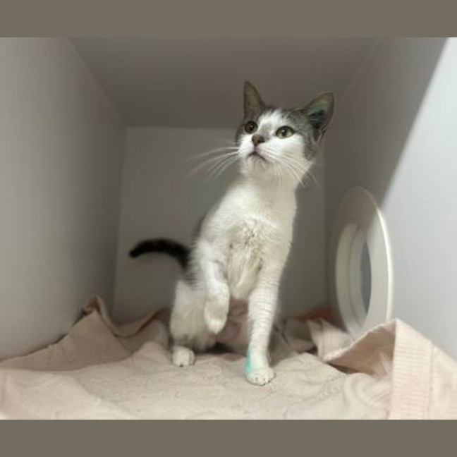 Photo of Indy
