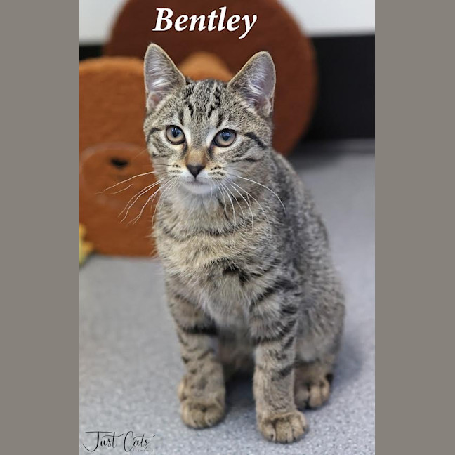 Photo of Bentley