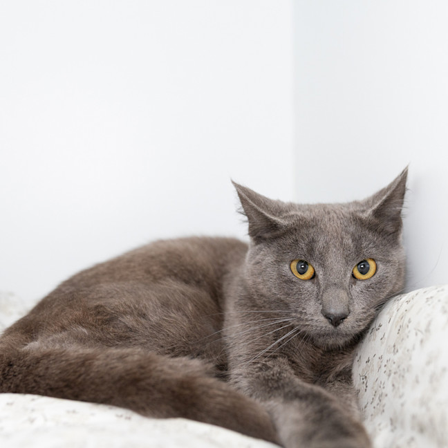 Photo of Smokey