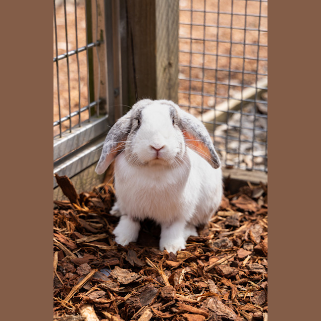 Photo of Harry Hopper