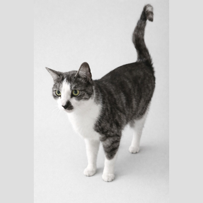 Photo of Bentley