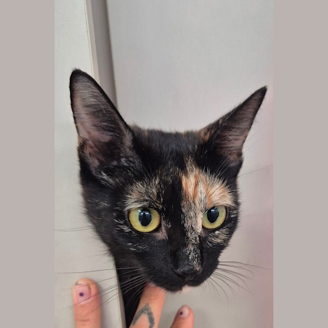 Photo of Reggie (8912)