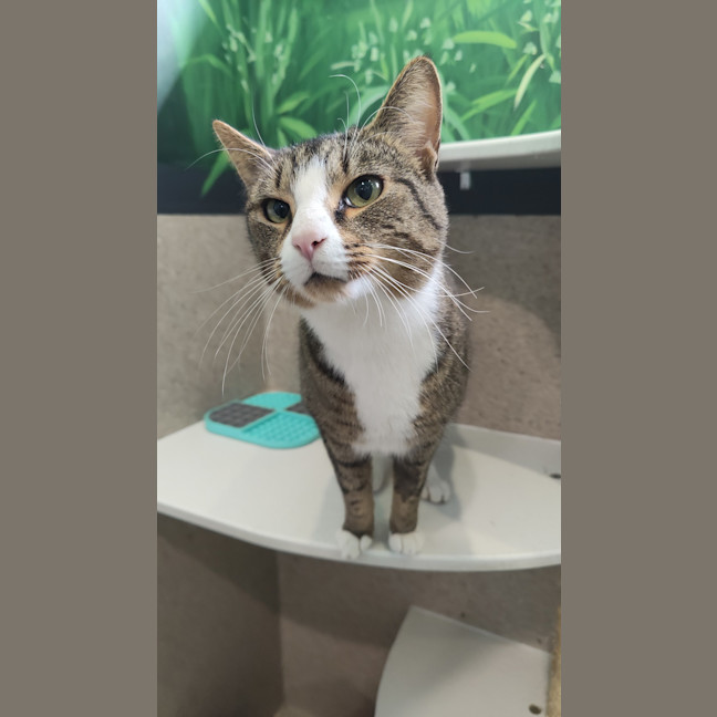 Photo of Mantis Toboggan M.D