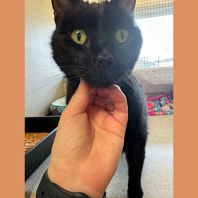 Photo of Purrcy